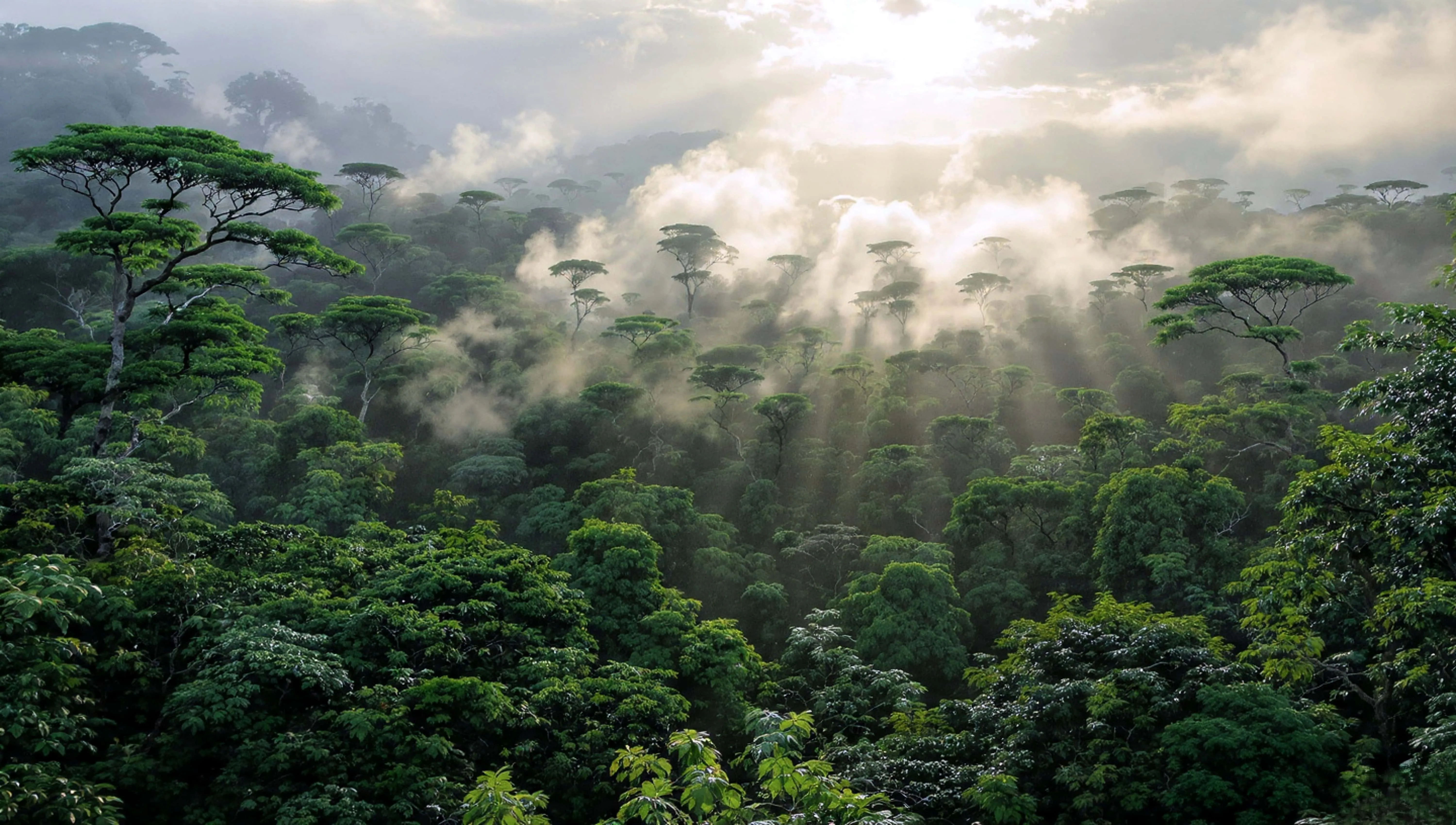 Netherlands phaser snowstorm
